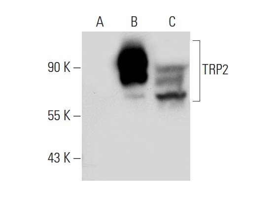 TRP2 (C-9): sc-74439. Western blot analysis of TRP2 expression in non-transfected 293T: sc-117752 (A), human TRP2 transfected 293T: sc-172779 (B) and Y79 (C) whole cell lysates.