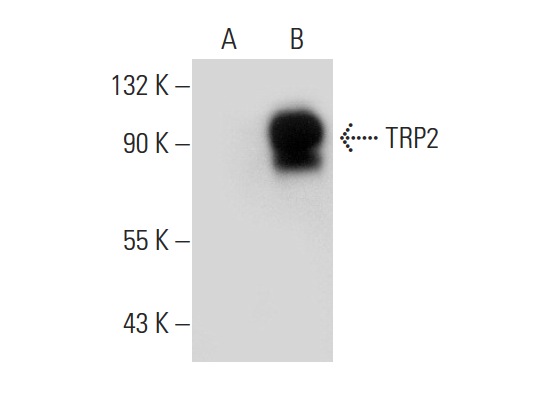 TRP2 (D-18): sc-10451. Western blot analysis of TRP2 expression in non-transfected: sc-117752 (A) and human TRP2 transfected: sc-172779 (B) 293T whole cell lysates.