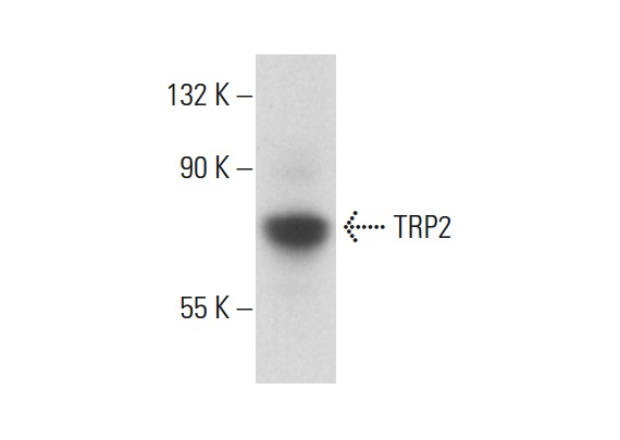 TRP2 (D-18): sc-10451. Western blot analysis of TRP2 expression in A-375 whole cell lysate.