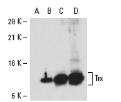 Trx (FL-105): sc-20146. Western blot analysis of Trx expression in non-transfected 293: sc-110760 (A), human Trx transfected 293: sc-110552 (B), THP-1 (C) and AML-193 (D) whole cell lysates.