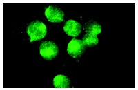 Trx (FL-105): sc-20146. Immunofluorescence staining of methanol-fixed BJAB cells showing cytoplasmic localization.