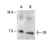 Ub (FL-76): sc-9133. Western blot analysis of Ub expression in NIH/3T3 (A) and HeLa (B) whole cell lysates.