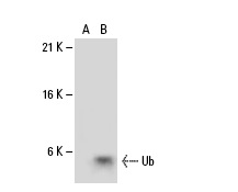 Ub (FL-76): sc-9133. Western blot analysis of Ub expression in non-transfected: sc-110760 (A) and human Ub transfected: sc-111402 (B) 293 whole cell lysates.