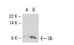 Ub (FL-76): sc-9133. Western blot analysis of Ub expression in non-transfected: sc-117752 (A) and human Ub transfected: sc-111402 (B) 293T whole cell lysates.