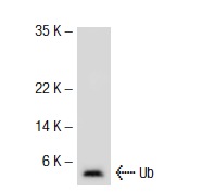 Ub (FL-76): sc-9133. Western blot analysis of Ub expression in 293T whole cell lysate.