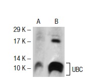 Ub (FL-76): sc-9133. Western blot analysis of UBC expression in non-transfected: sc-117752 (A) and mouse UBC transfected: sc-124400 (B) 293T whole cell lysates.