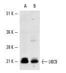 UBC9 (N-15): sc-5231. Western blot analysis of UBC9 expression in Jurkat (A) and U-937 (B) whole cell lysates.