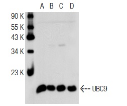 UBC9 (N-15): sc-5231. Western blot analysis of UBC9 expression in Jurkat (A), U-937 (B), HeLa (C) and Hep G2 (D) whole cell lysates.