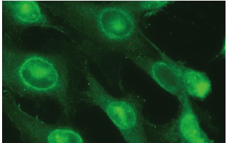 UBE2C (B-12): sc-166339. Immunofluorescence staining of methanol-fixed NIH/3T3 cells showing nuclear and cytoplasmic localization.