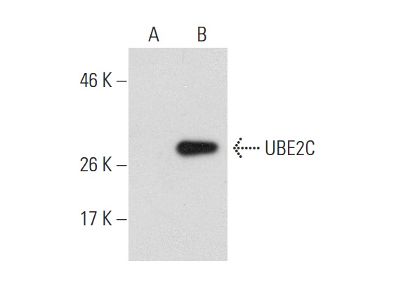 UBE2C (B-12): sc-166339. Western blot analysis of UBE2C expression in non-transfected: sc-110760 (A) and human UBE2C transfected: sc-111903 (B) 293 whole cell lysates.