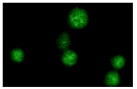 Ect2 (C-20): sc-1005. Immunofluorescence staining of methanol-fixed NIH/3T3 cells showing nuclear staining.