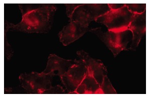 G<sub>β</sub> (T-20): sc-378. Immunofluorescence staining of methanol-fixed HeLa cells showing membrane localization.