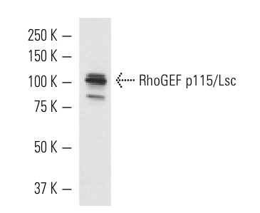 RhoGEF p115/Lsc (H-165): sc-20804. Western blot analysis of RhoGEF p115/Lsc expression in Jurkat whole cell lysate.