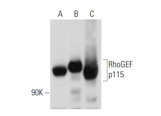 RhoGEF p115 (H-165): sc-20804. Western blot analysis of RhoGEF p115 expression in non-transfected 293T: sc-117752 (A), human RhoGEF p115 transfected 293T: sc-175431 (B) and K-562 (C) whole cell lysates.