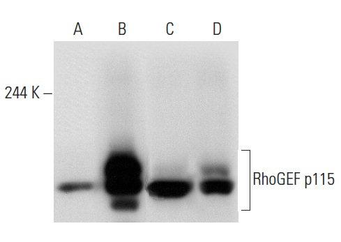 RhoGEF p115/Lsc (H-165): sc-20804. Western blot analysis of RhoGEF p115 expression in non-transfected 293T: sc-117752 (A), human RhoGEF p115 transfected 293T: sc-175428 (B), K-562 (C) and Jurkat (D) whole cell lysates.
