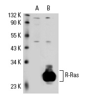 R-Ras (C-19): sc-523. Western blot analysis of R-Ras expression in non-transfected: sc-117752 (A) and human R-Ras transfected: sc-111894 (B) 293T whole cell lysates.