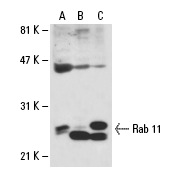 Rab 11 (H-87): sc-9020. Western blot analysis of Rab 11 expression in platelet extract (A), Rab 11 non-transfected CHO: sc-117750 (B) and Rab 11 transfected CHO: sc-110211 (C) whole cell lysates.