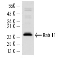 Rab 11 (H-87): sc-9020. Western blot analysis of Rab 11 expression in human platelet extract.