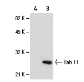 Rab 11 (H-87): sc-9020. Western blot analysis of Rab 11 expression in non-transfected: sc-117750 (A) and mouse Rab 11 transfected: sc-110211 (B) CHO whole cell lysates.