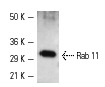 Rab 11 (H-87): sc-9020. Western blot analysis of human recombinant Rab 11.