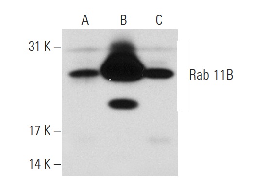 Rab 11 (H-87): sc-9020. Western blot analysis of Rab 11B expression in non-transfected 293T: sc-117752 (A), mouse Rab 11B transfected 293T: sc-122878 (B) and K-562 (C) whole cell lysates.