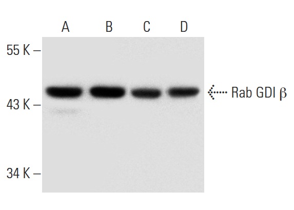 Rab GDI β (P-24): sc-133939. Western blot analysis of Rab GDI β expression in Hep G2 (A), MCF7 (B), HeLa (C) and A-431 (D) whole cell lysates.