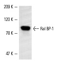Ral BP-1 (C-19): sc-1527. Western blot analysis of Ral BP-1 expression in NIH/3T3 whole cell lysate.