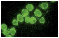 Ral BP-1 (C-19): sc-1527. Immunofluorescence staining of methanol-fixed NIH/3T3 cells showing cytoplasmic localization.