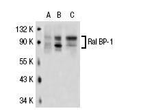 Ral BP-1 (C-19): sc-1527. Western blot analysis of Ral BP-1 expression in non-transfected 293T: sc-117752 (A), human Ral BP-1 transfected 293T: sc-113513 (B) and NIH/3T3 (C) whole cell lysates.