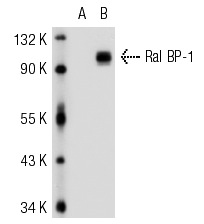 Ral BP-1 (C-19): sc-1527. Western blot analysis of Ral BP-1 expression in non-transfected: sc-117752 (A) and mouse Ral BP-1 transfected: sc-122954 (B) 293T whole cell lysates.