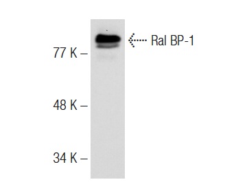 Ral BP-1 (C-19): sc-1527. Western blot analysis of Ral BP-1 expression in PC-12 whole cell lysate.