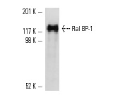 Ral BP-1 (H-10): sc-48337. Western blot analysis of human recombinant Ral BP-1.
