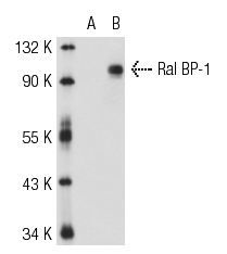 Ral BP-1 (H-10): sc-48337. Western blot analysis of Ral BP-1 expression in non-transfected: sc-117752 (A) and mouse Ral BP-1 transfected: sc-122954 (B) 293T whole cell lysates.