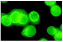 Ran GAP1 (C-5): sc-28322. Immunofluorescence staining of methanol-fixed HeLa cells showing nuclear envelope localization.