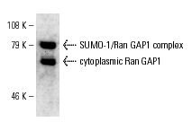 Ran GAP1 (C-5): sc-28322. Western blot analysis of the cytoplasmic and nuclear envelope associated forms of Ran GAP1 in MCF7 whole cell lysate.