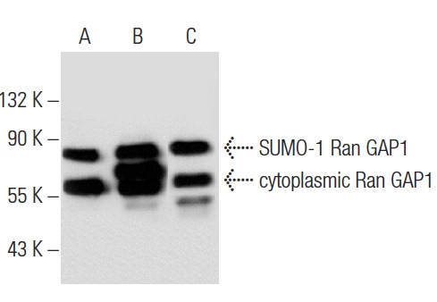 Ran GAP1 (C-5): sc-28322. Western blot analysis of Ran GAP1 expression in non-transfected 293T: sc-117752 (A), human Ran GAP1 transfected 293T: sc-129616 (B) and MCF7 (C) whole cell lysates.