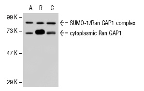 Ran GAP1 (C-5): sc-28322. Western blot analysis of Ran GAP1 expression in non-transfected 293T: sc-117752 (A), mouse Ran GAP1 transfected 293T: sc-122959 (B) and NTERA-2 cl.D1 (C) whole cell lysates.