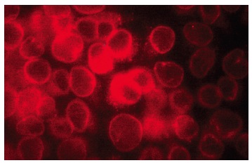 Ran GAP1 (C-5): sc-28322. Immunofluorescence staining of methanol-fixed HeLa cells showing nuclear envelope localization.