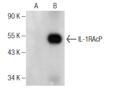 IL-1RAcP (D-5): sc-376872. Western blot analysis of IL-1RAcP expression in non-transfected: sc-117752 (A) and mouse IL-1RAcP transfected: sc-121041 (B) 293T whole cell lysates.
