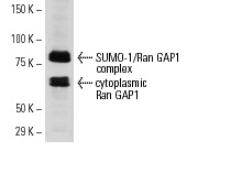Ran GAP1 (H-180): sc-25630. Western blot analysis of Ran GAP1 expression of the cytoplasmic and nuclear envelope associated forms in MCF7 whole cell lysate.