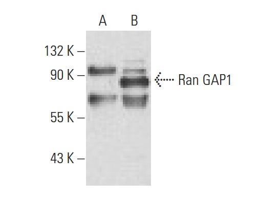 Ran GAP1 (H-180): sc-25630. Western blot analysis of Ran GAP1 expression in non-transfected: sc-117752 (A) and mouse Ran GAP1 transfected: sc-122961 (B) 293T whole cell lysates.
