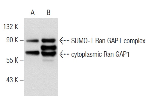 Ran GAP1 (H-180): sc-25630. Western blot analysis of Ran GAP1 expression in non-transfected: sc-117752 (A) and human Ran GAP1 transfected: sc-129616 (B) 293T whole cell lysates.