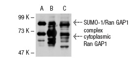 Ran GAP1 (H-180): sc-25630. Western blot analysis of Ran GAP1 expression in non-transfected 293T: sc-117752 (A), mouse Ran GAP1 transfected 293T: sc-122959 (B) and NTERA-2 cl.D1 (C) whole cell lysates.