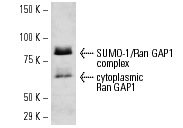 Ran GAP1 (N-19): sc-1862. Western blot analysis of Ran GAP1 expression of the cytoplasmic and nuclear envelope associated forms in MCF7 whole cell lysate.