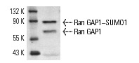 Ran GAP1 (N-19): sc-1862. Western blot analysis of Ran GAP1 expression in MCF7 whole cell lysate. Note presence of SUMO1 covalently bound to Ran GAP1.