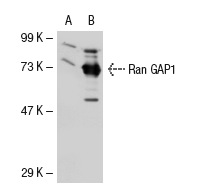 Ran GAP1 (N-19): sc-1862. Western blot analysis of Ran GAP1 expression in non-transfected: sc-117752 (A) and mouse Ran GAP1 transfected: sc-122959 (B) 293T whole cell lysates.
