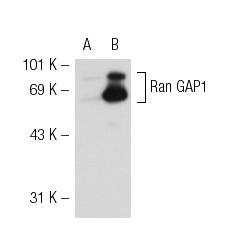 Ran GAP1 (N-19): sc-1862. Western blot analysis of Ran GAP1 expression in non-transfected: sc-117752 (A) and mouse Ran GAP1 transfected: sc-122960 (B) 293T whole cell lysates.