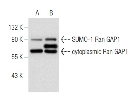 Ran GAP1 (N-19): sc-1862. Western blot analysis of Ran GAP1 expression in non-transfected: sc-117752 (A) and human Ran GAP1 transfected: sc-129616 (B) 293T whole cell lysates.