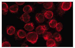 Ran GAP1 (N-19): sc-1862. Immunofluorescence staining of methanol-fixed HeLa cells showing nuclear envelope localization.