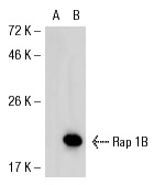 Rap 1B (C-17): sc-1481. Western blot analysis of Rap 1B expression in non-transfected: sc-117752 (A) and mouse Rap 1B transfected: sc-122965 (B) 293T whole cell lysates.